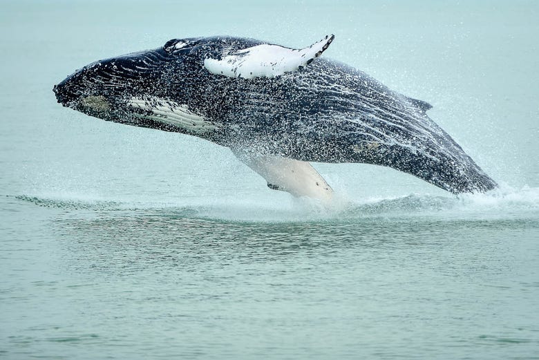 Baleia em Hauganes