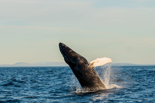 Avistamento de baleias de barco ecológico