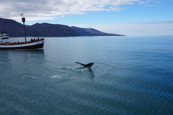 Avistamento de baleias em Húsavík