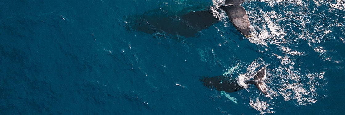 Avistamento de baleias na Islândia