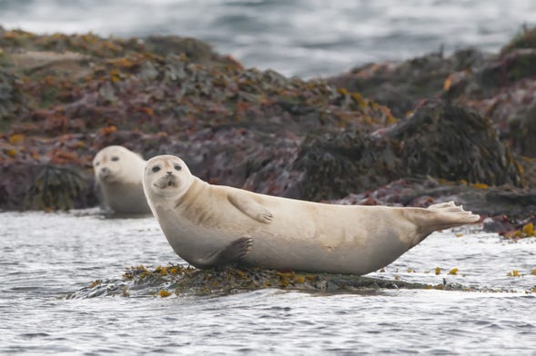 Avistamento de focas em Raudasandur