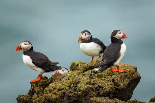 Avistamento de papagaios-do-mar em Látrabjarg