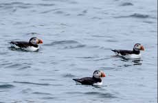 Avistamento de papagaios-do-mar em Reykjavík