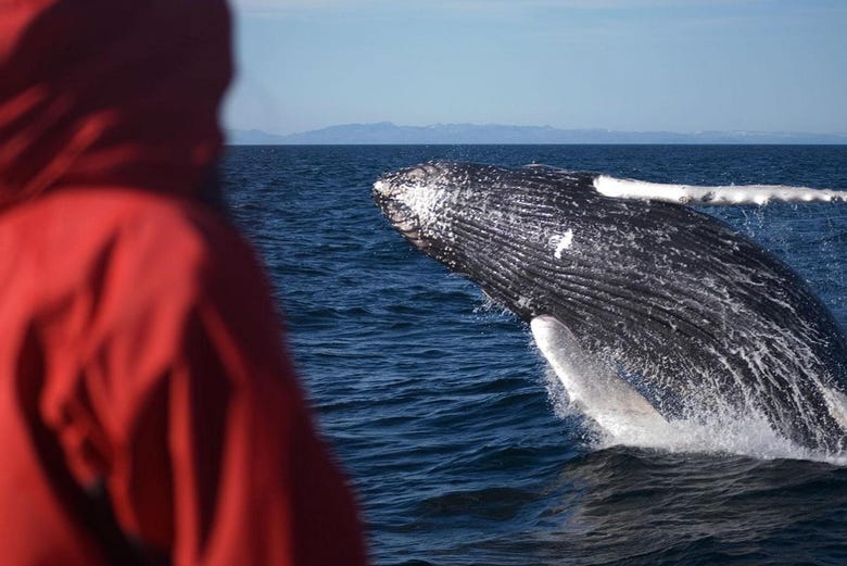 Avistando baleias na costa da Islândia